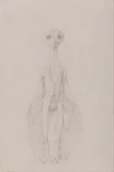 Esposizione anatomica comparativa della struttura del corpo umano con quella di una tigre e di un co...